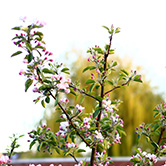 Kinderopvang Madelief Bodegraven Plant