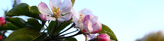 Kinderopvang Madelief Bodegraven Bloemen